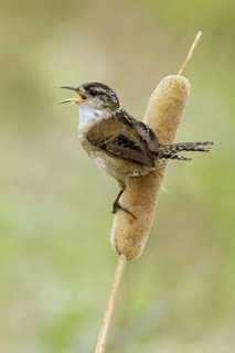 Marsh Wren (Cistothorus palustris) singing, Texas, USA