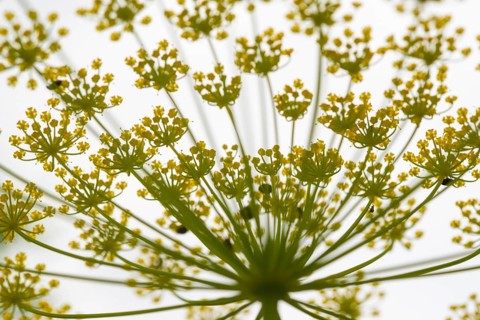 A vibrant close up of fennel flower head capturing its intricate patterns, with tiny yellow