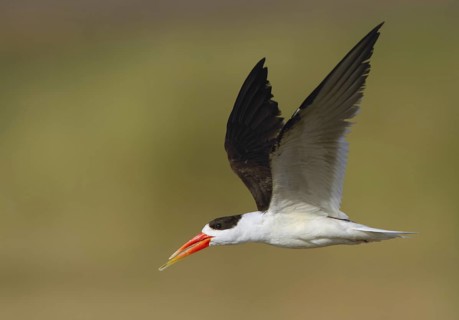 Indian Skimmer (Rynchops albicollis) flying, Uttar Pradesh, India