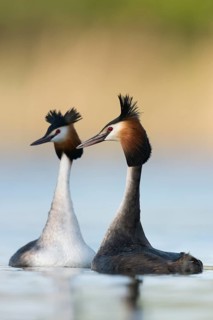 Den Hals ganz lang... Haubentaucher *Podiceps cristatus*