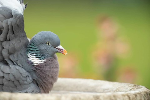 Wood pigeon (Columba palumbus) adult garden bird bathing in a bird bath in spring, England, United