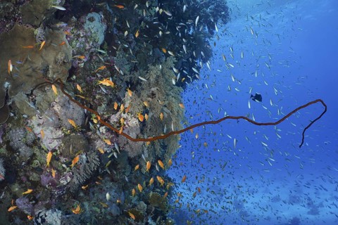 Wire Coral (Cirrhipathes spiralis)