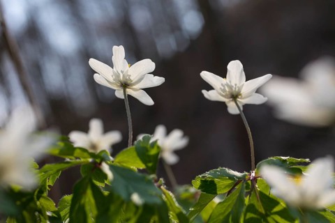 Wood anemone (Anemone nemorosa) blooming in the forest, Spargründe near Dohna, Saxony, Germany