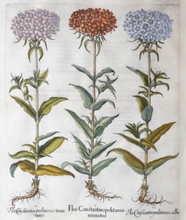 Silene chalcedonica (Lychnis Chalcedonica), hand-coloured copperplate engraving by Basilius Besler,