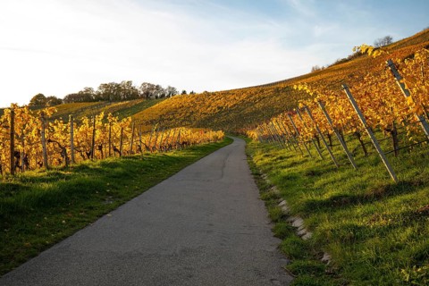 The vineyards in the Remstal near Korb in the Rems-Murr district show all their colors in autumn.