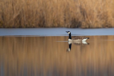 Canada Goose (Branta canadensis), Baden-Wuerttemberg, Germany