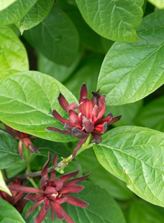 Spice bush (Calycanthus floridus), Rhodo 2014, Germany