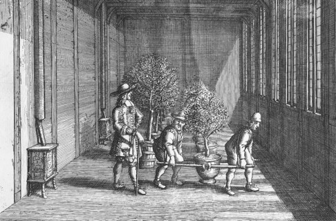 Growing, cultivating and overwintering citrus fruits, detail, copperplate engraving from