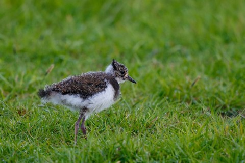 Northern Lapwing (Vanellus vanellus) chick, Netherlands