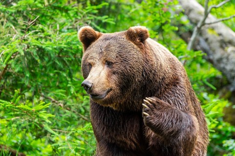 Eurasian brown bear (Ursus arctos arctos), portrait, Bavarian Forest, Bavaria, Germany