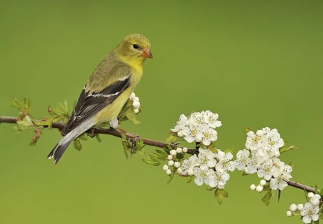 American Goldfinch (Spinus tristis) female, British Columbia, Canada
