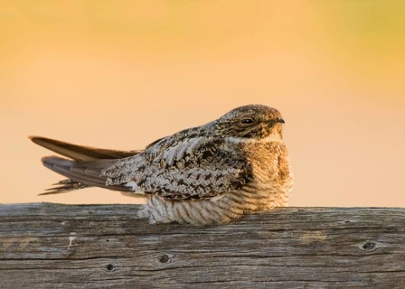 Common Nighthawk, Chordeiles minor, perched on a fence post in Val Marie, Saskatchewan, Canada