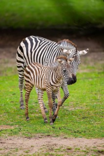 Plains zebra (Equus quagga) mother and foal walking on a meadow, Germany
