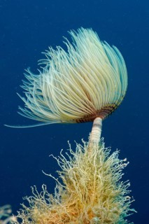 A screwfish (Sabella spallanzanii) unfolds gracefully above the seabed in the blue water, dive site