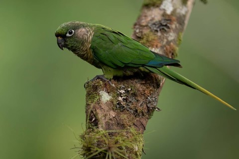 Maroon-bellied Parakeet (Pyrrhura frontalis) perched on a branch, Atlantic rainforest, Brazil