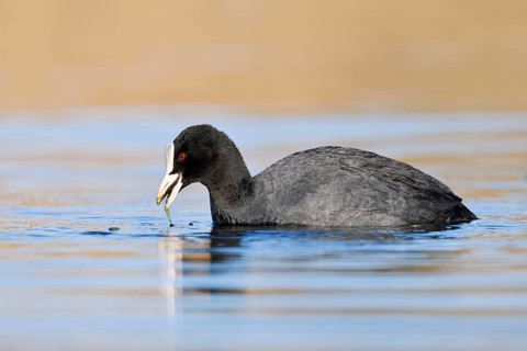 Eurasian Coot or coot rail (Fulica atra) eats water plants, North Rhine-Westphalia, Germany
