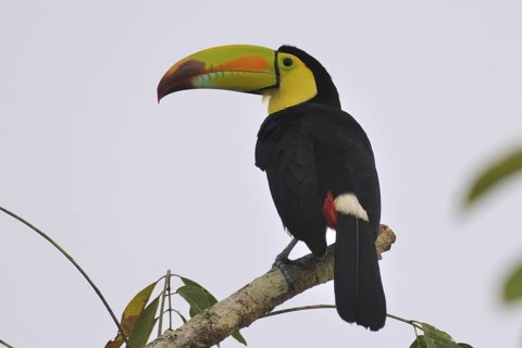 Keel-billed Toucan (Ramphastos sulfuratus), Guatemala