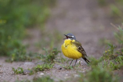 Western Yellow Wagtail (Motacilla flava) singing, North Rhine-Westphalia, Germany