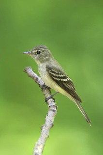 Acadian Flycatcher (Empidonax virescens), Ohio, USA
