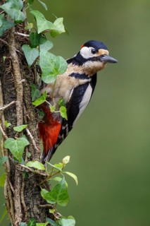 Great Spotted Woodpecker (Dendrocopos major) male, Asturias, Spain