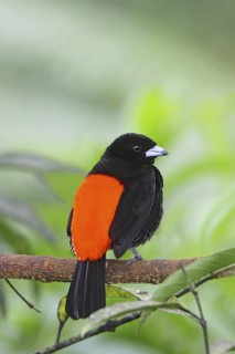Passerini's Tanager Ramphocelus passerinii near San Jose, COSTA RICA 7 November Adult Male
