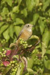Common Redstart (Phoenicurus phoenicurus) female, Rhineland-Palatinate, Germany