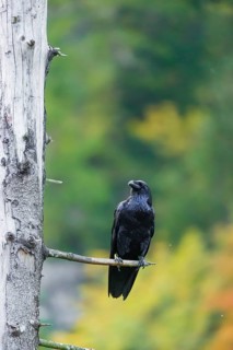 One common raven (Corvus corax) sits on a twig of a dead tree with fall foliage in the background