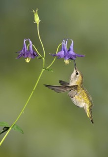 Anna's Hummingbird Female (Calypte anna) - Victoria BC, Canada