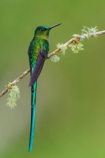 Long-tailed Sylph (Aglaiocercus kingi) perched on a branch in the Andes Mountains of Colombia