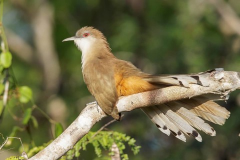 Great Lizard Cuckoo (Coccyzus merlini) perched on a branch in Cuba