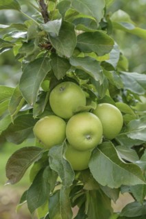 Columnar apple (Malus domestica 'Greencats'), Bundessortenamt Prüfstelle Wurzen, Wurzen, Saxony,