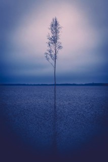 Single free-standing tree in a lake, Calm, Emotion, Mourning, Fog, Climate, Lonely, Silence,
