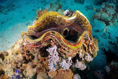 Fluted giant clam (Tridacna squamosa)