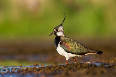 Northern Lapwing (Vanellus vanellus), Poland