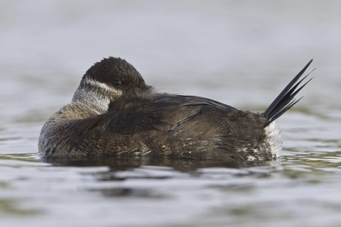 Ruddy Duck (Oxyura jamaicensis) female, British Columbia, Canada