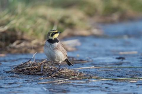 Horned Lark (Eremophila alpestris), Schleswig-Holstein, Germany