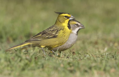 Yellow Cardinal (Gubernatrix cristata) pair, Corrientes, Argentina