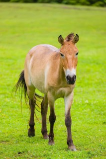 A Przewalski's horse (Equus ferus przewalskii or Equus przewalskii), walks across a paddock