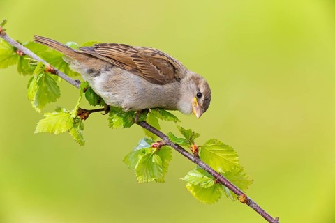 Haussperling, Spatz, House Sparrow, Passer domesticus, Moineau domestique, Gorrión Común