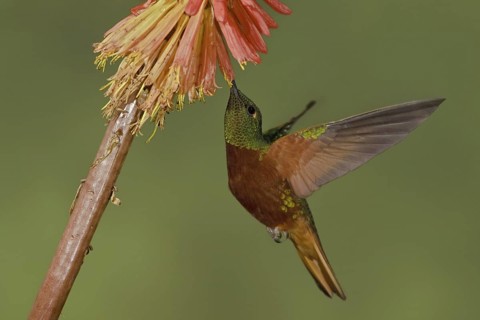 Chestnut-breasted Coronet (Boissonneaua matthewsii), Ecuador