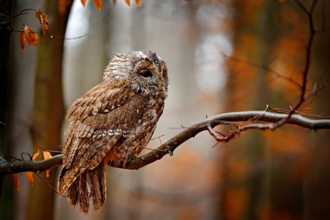 Autum wildlife in the forrest. Tawny owl hidden in the fall wood, sitting on tree trunk in the dark