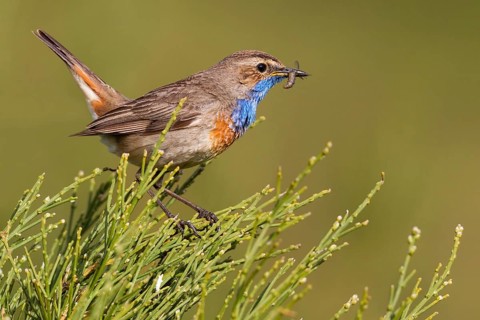 Bluethroat (Luscinia svecica cyanecula) male carrying feed, Asturias, Spain