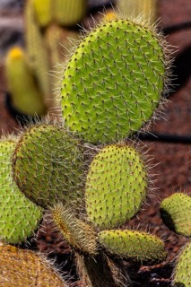 Jardin de Cactus with more than 10,000 cacti by Cesar Manrique, Guatiza, Lanzarote, Canary Islands,