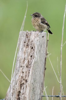 Juvenile stonechat (Saxicola rubicola), Emsland, Lower Saxony, Germany
