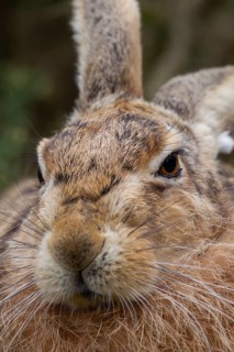 European brown hare (Lepus europaeus) adult animal head portrait, Suffolk, England, United Kingdom