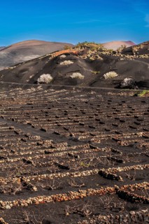 La Geria wine-growing region and work of art, UNESCO World Heritage Site, Lanzarote, Canary