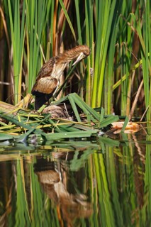 Little Bittern (Ixobrychus minutus), young bird, Middle Elbe Biosphere Reserve, Dessau-Roßlau,