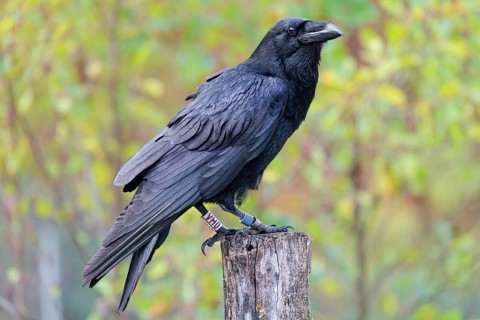 A common raven (Corvus corax) fitted with a GPS transmitter perches on an old fence post amid