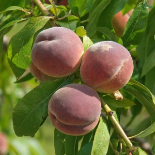 Peaches, Peach (Prunus persica 'Anneliese Rudolph'), Bundessortenamt Prüfstelle Marq, Germany