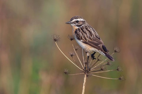 Whinchat (Saxicola rubetra) male perched on a meadow plant, Poland